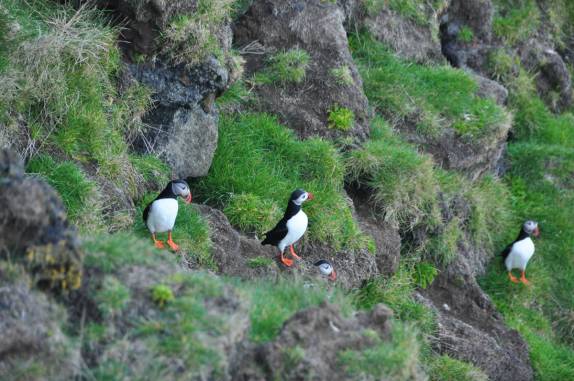 Em encosta íngrime, puffins se protegem do vento na ilha de Heimaey, no sul da Islândia